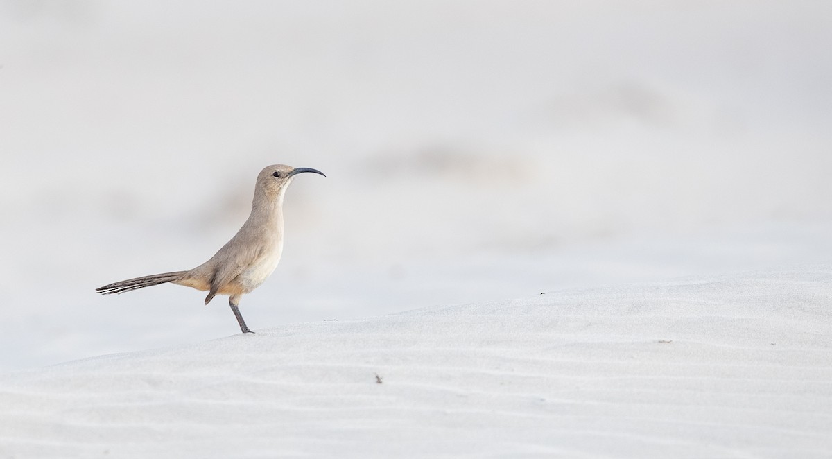 mohavespottefugl (arenicola) (vizcainospottefugl) - ML295323661