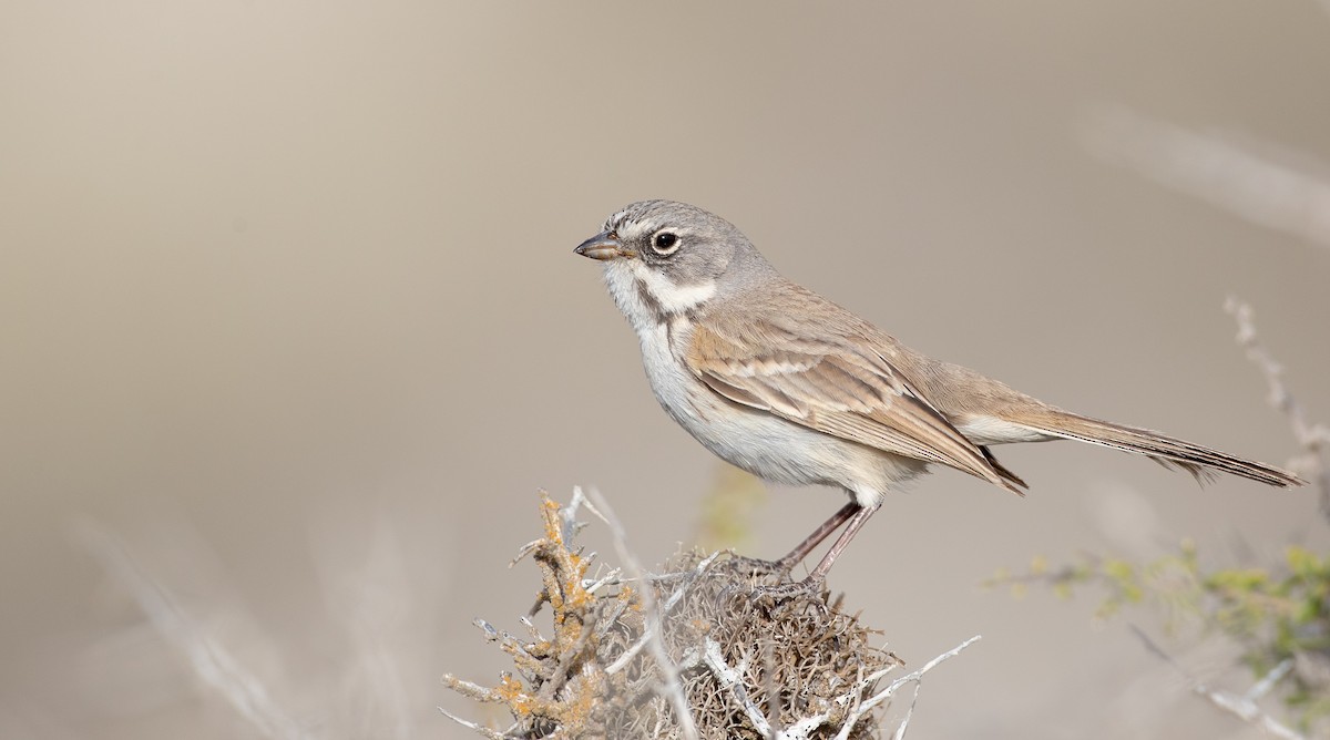 Bell's Sparrow (cinerea) - ML295323711