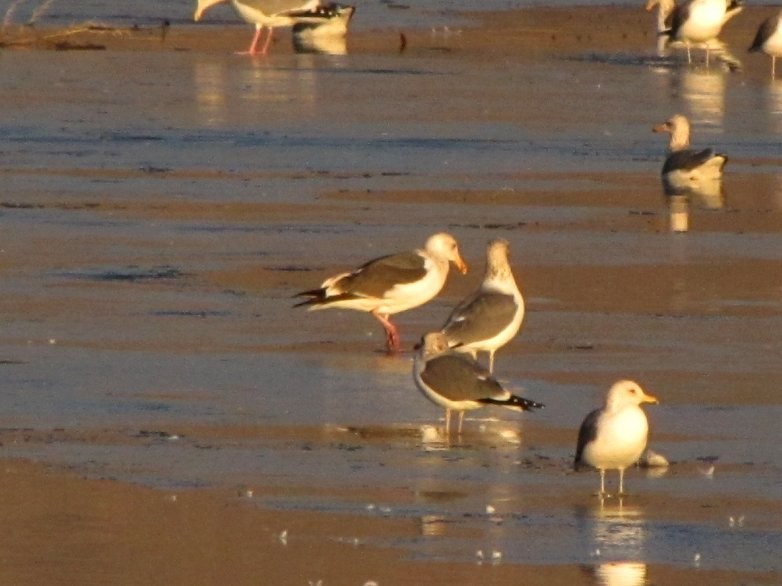 Western Gull - ML295324421