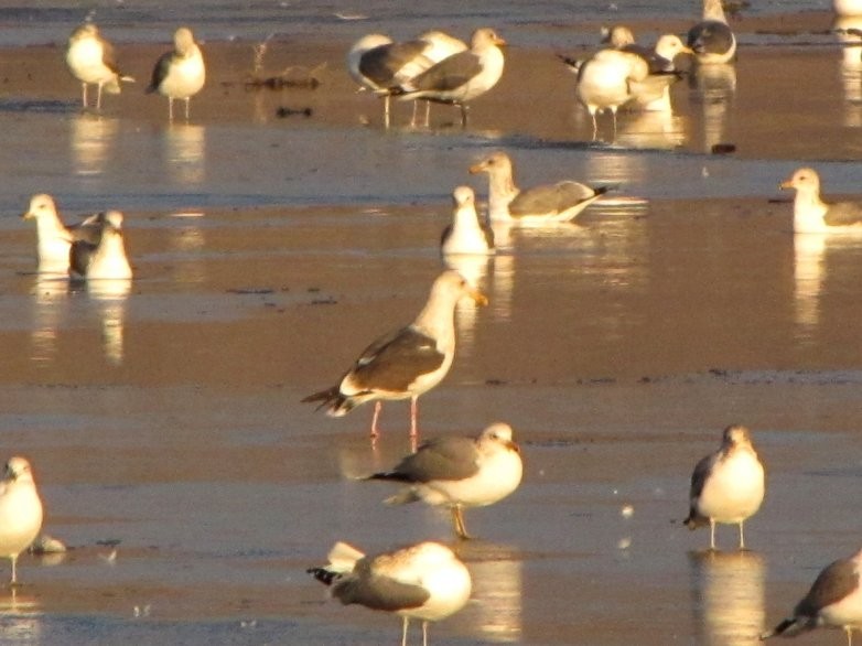 Western Gull - ML295324481