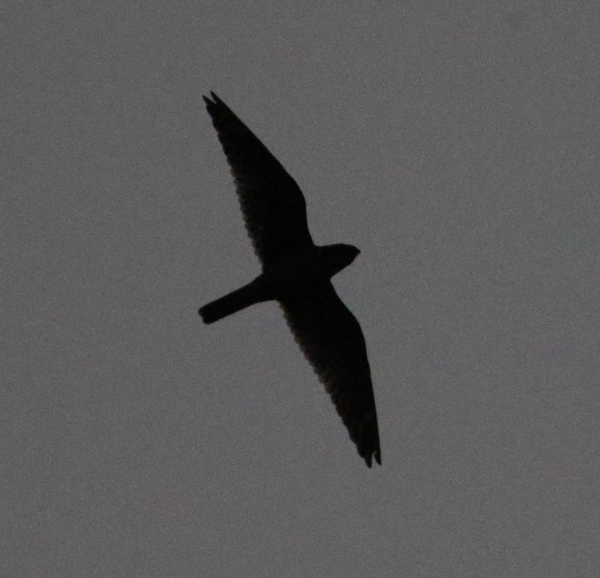 Lesser Nighthawk - Tony Leukering