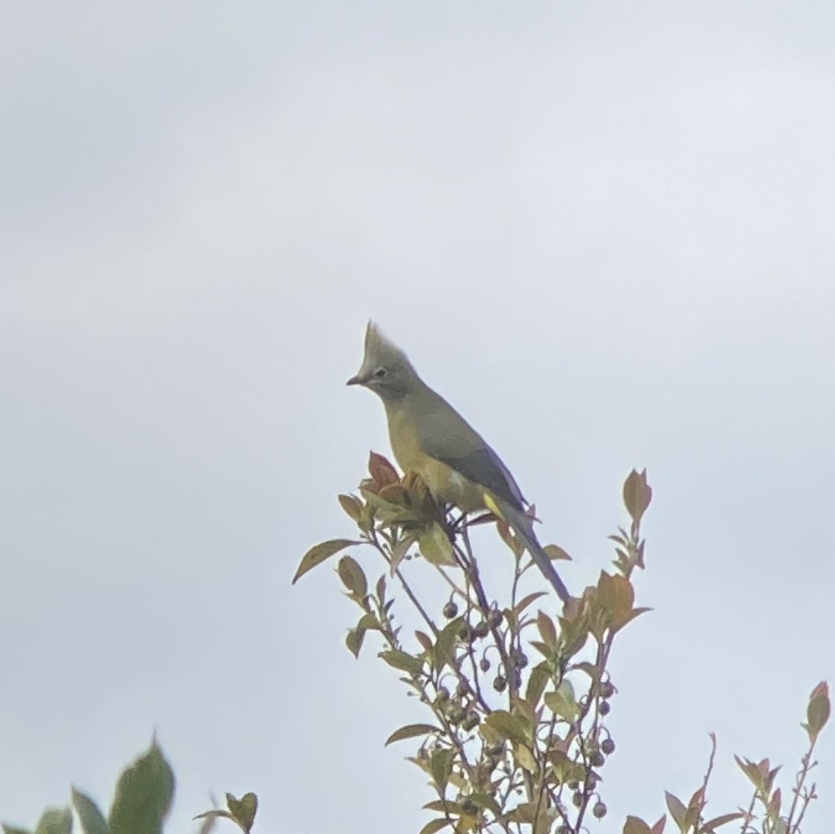 Long-tailed Silky-flycatcher - ML295325141