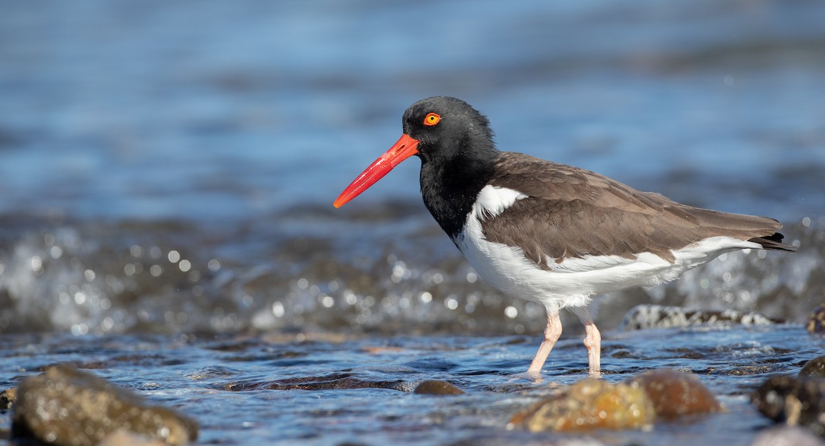 American Oystercatcher - ML295325251