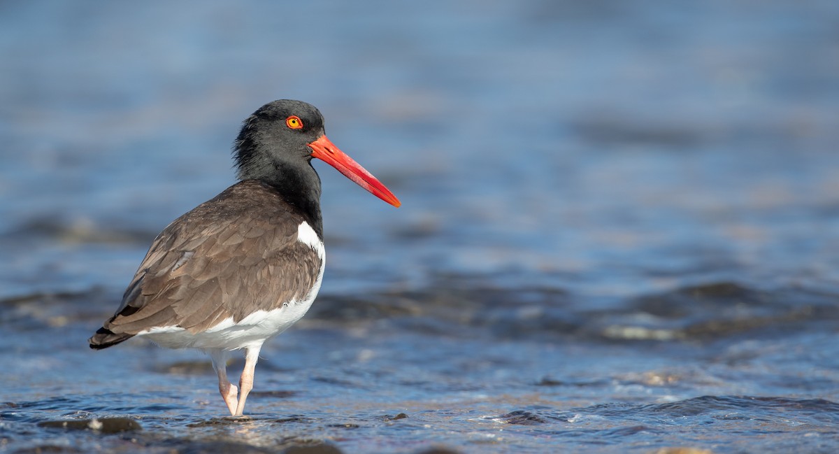 American Oystercatcher - ML295325301