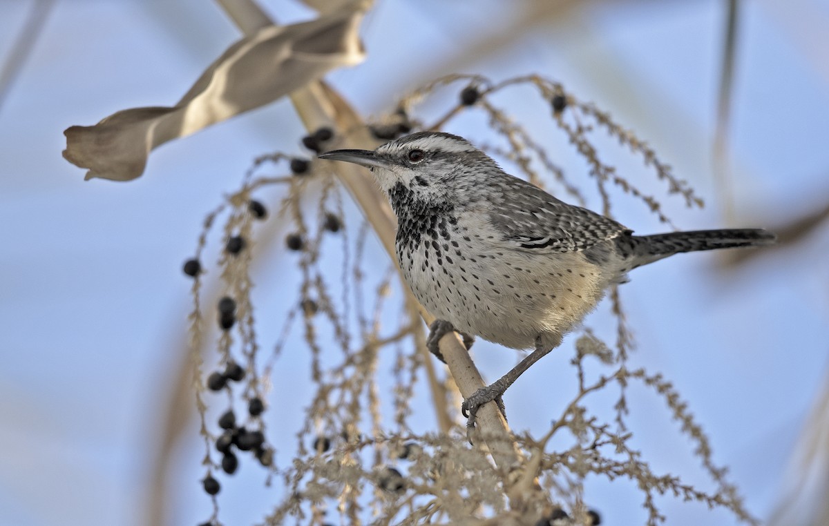 Cactus Wren - Tammy McQuade