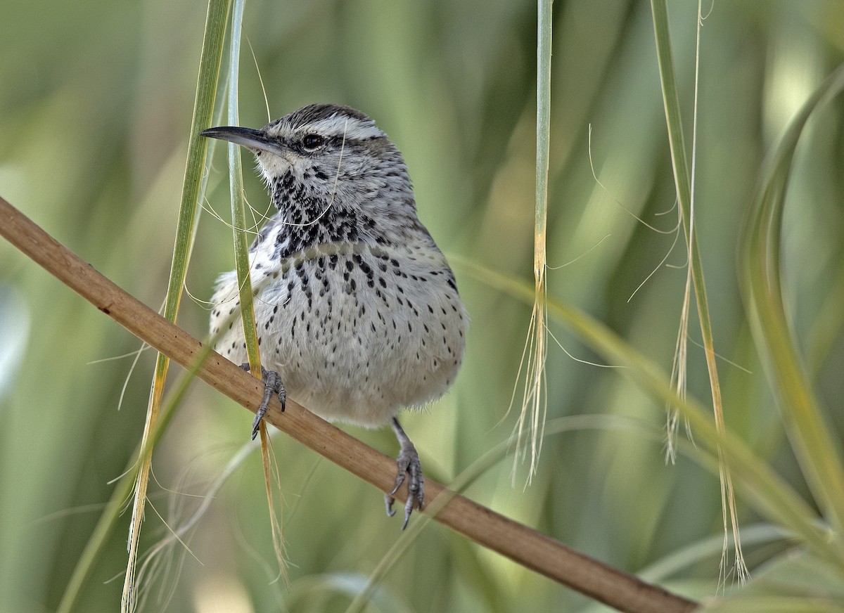 Cactus Wren - Tammy McQuade