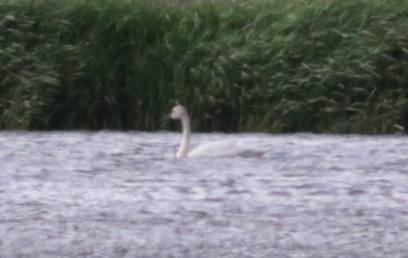 Tundra Swan - ML29532821