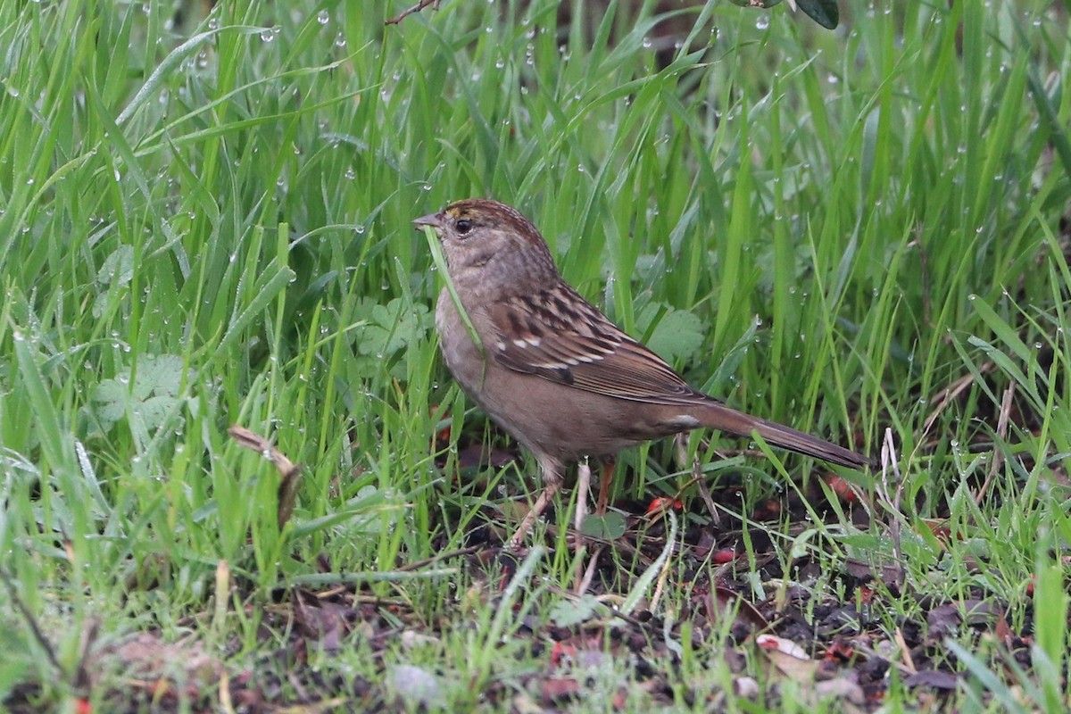 Golden-crowned Sparrow - ML295329641