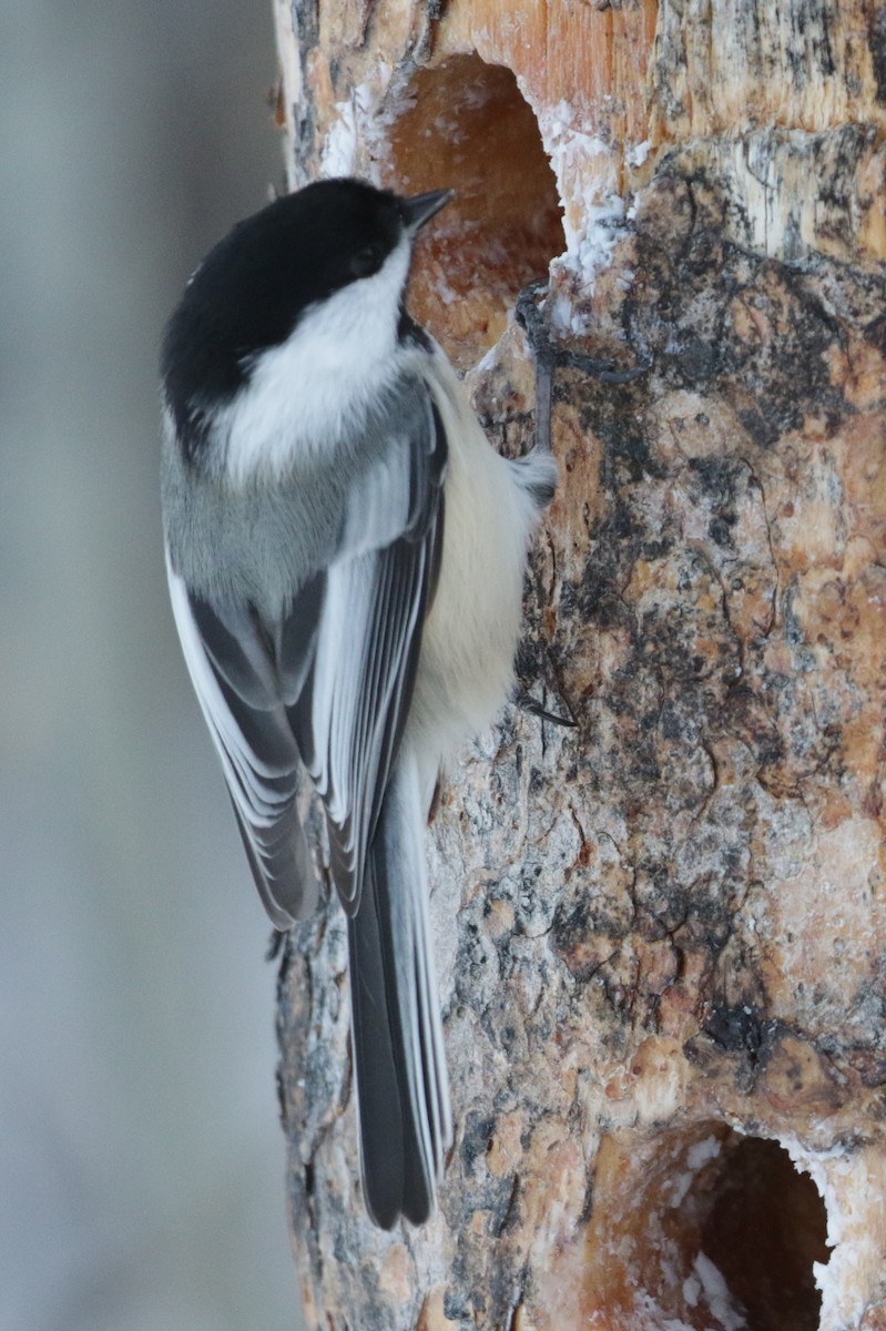 Black-capped Chickadee - ML295329971