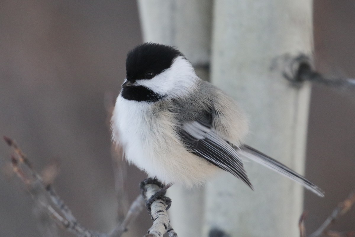 Black-capped Chickadee - Cameron Eckert