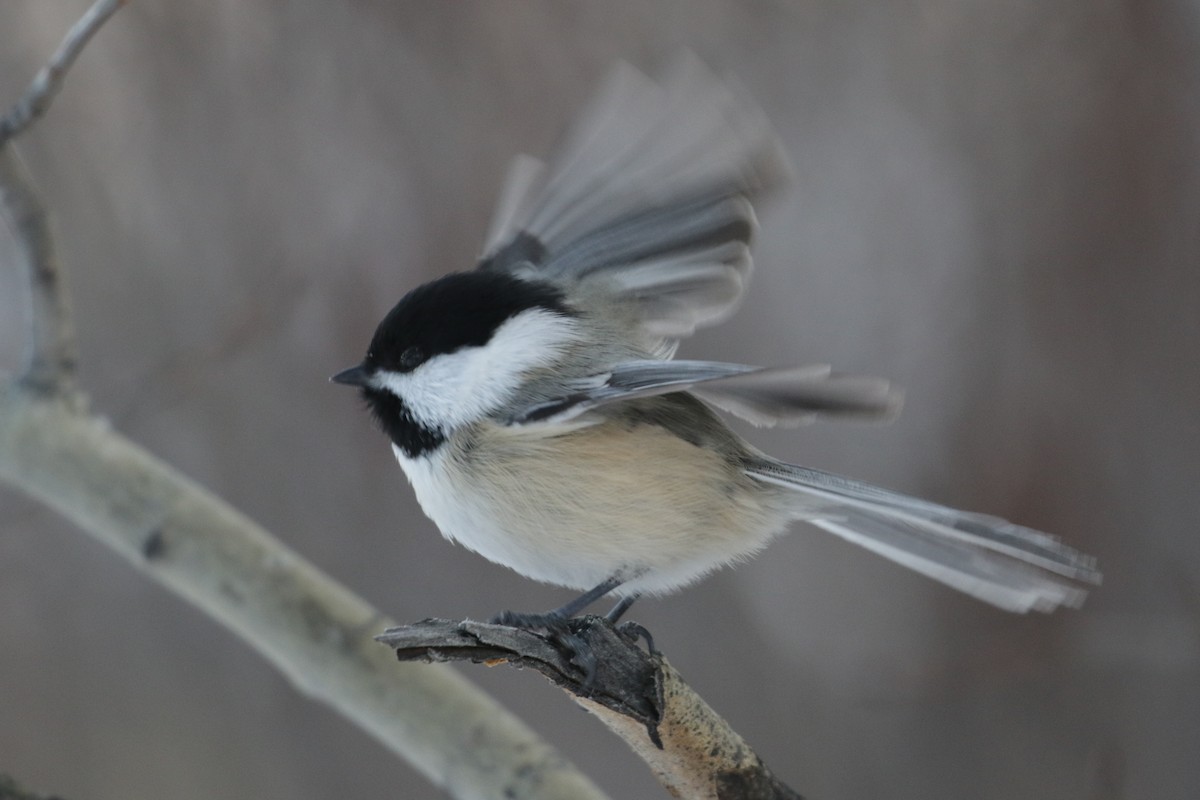 Black-capped Chickadee - ML295330191