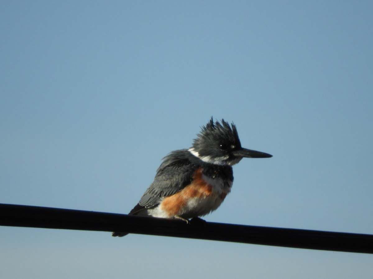 Belted Kingfisher - ML295330651