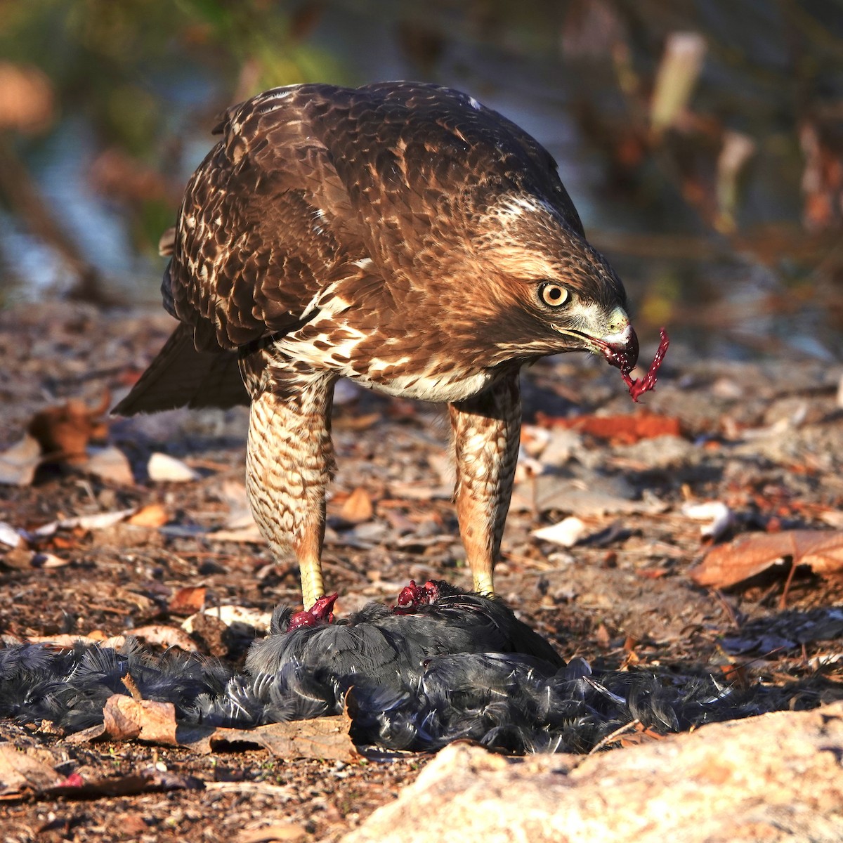 Red-tailed Hawk - ML295331131