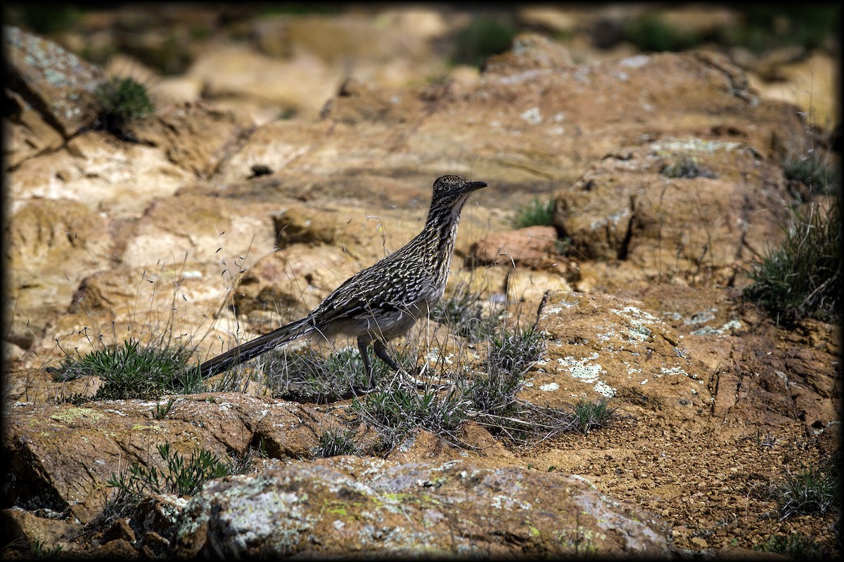 Greater Roadrunner - ML295331161