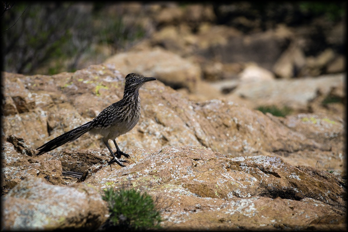 Greater Roadrunner - ML295331181