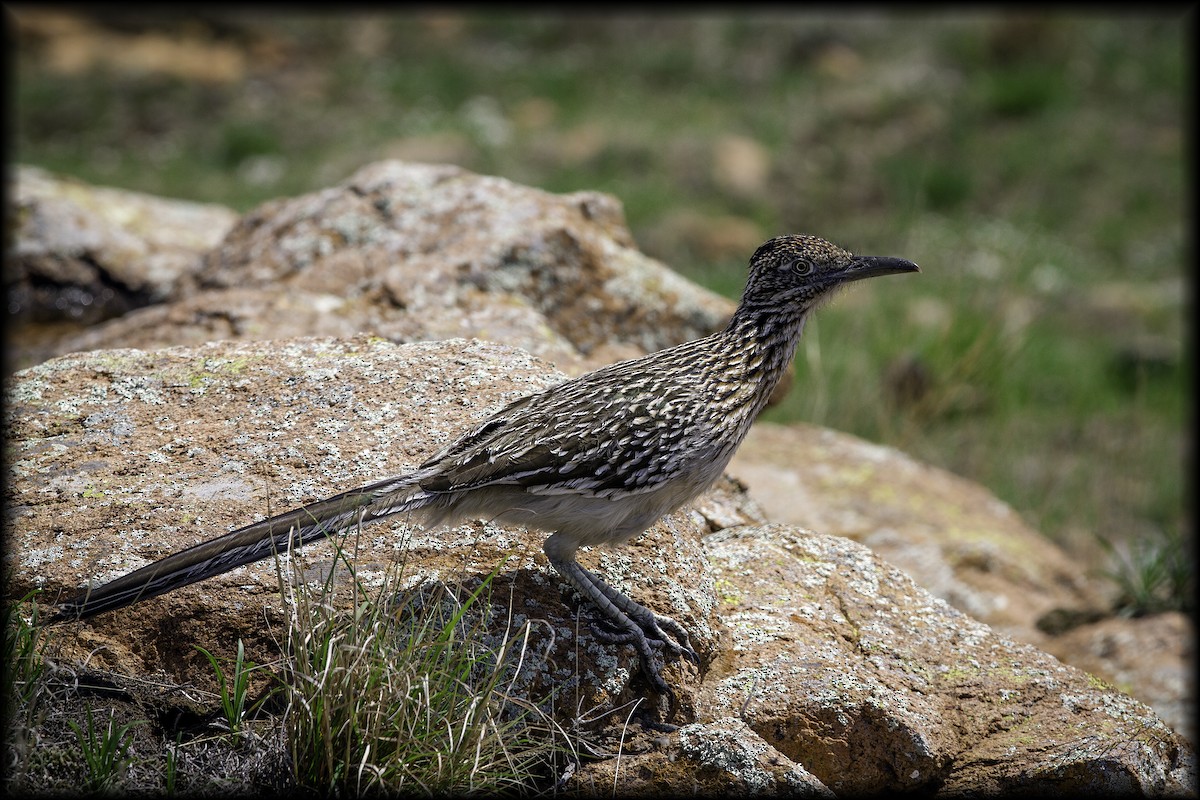 Greater Roadrunner - ML295331201