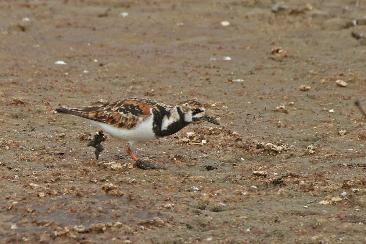 Ruddy Turnstone - ML295331451