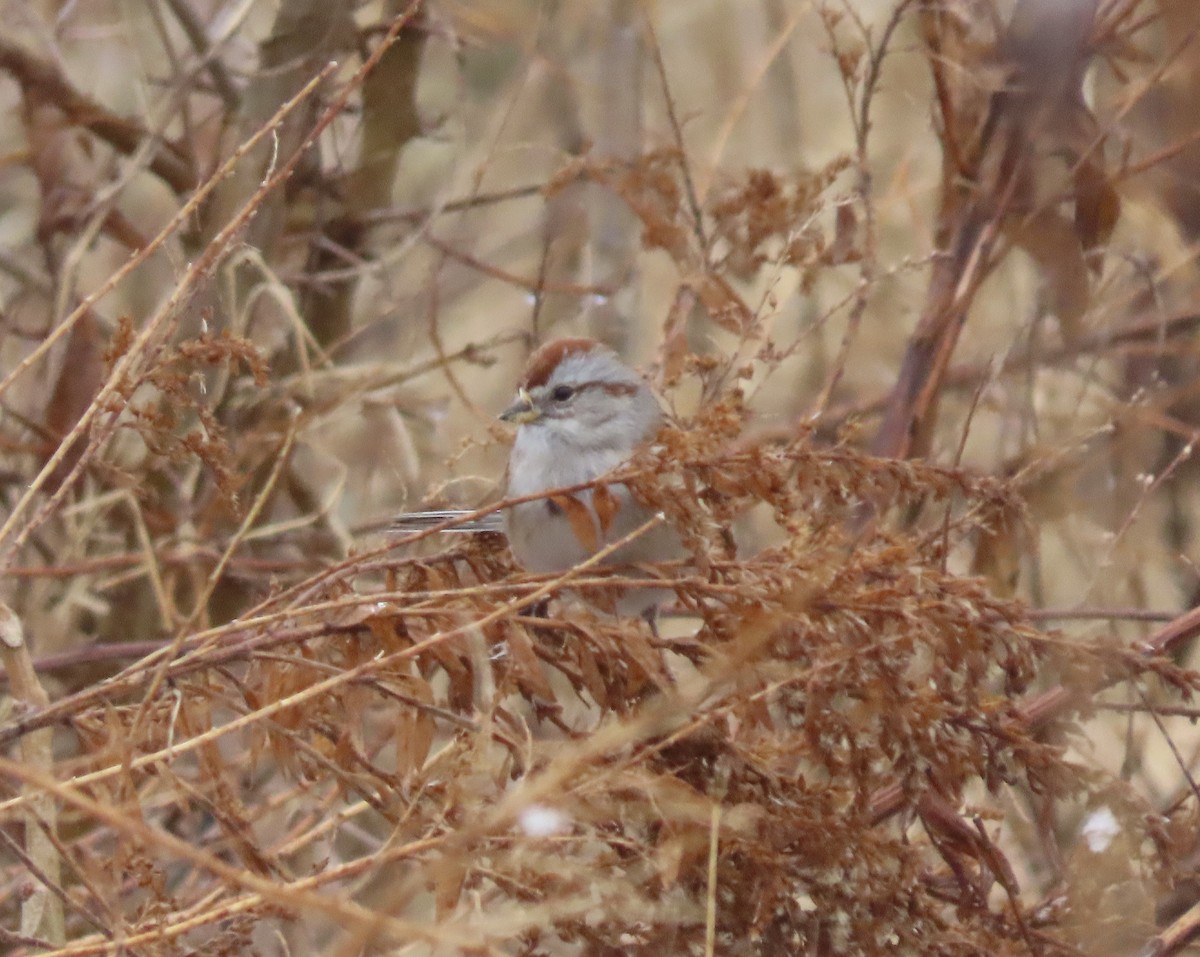 American Tree Sparrow - ML295334061