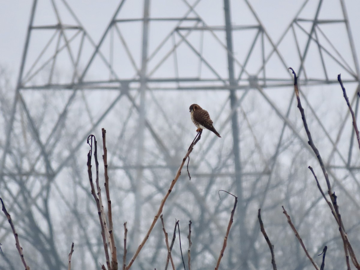 American Kestrel - ML295334271