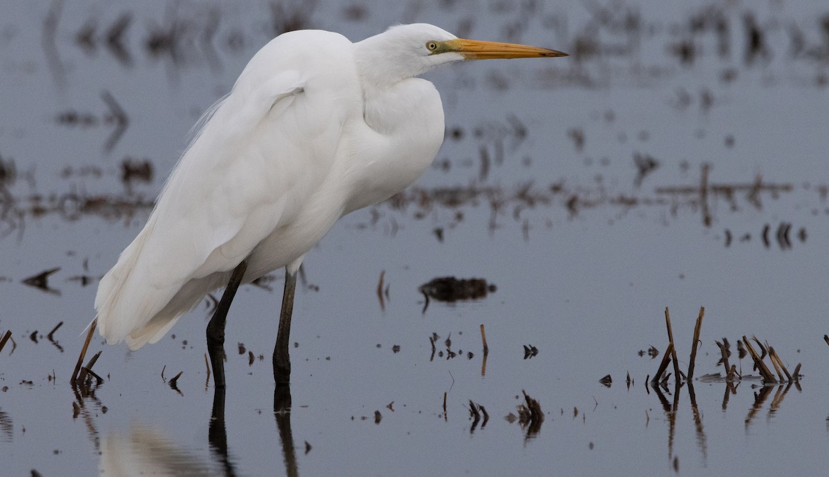 Great Egret - ML295334921