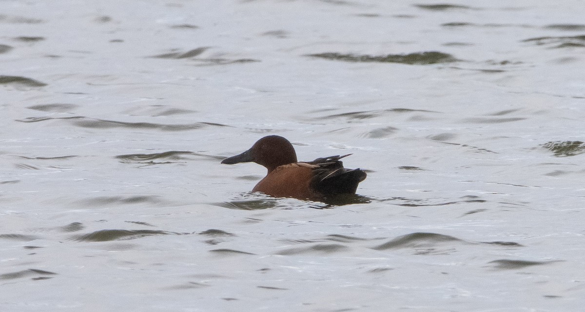 Cinnamon Teal - ML295335191