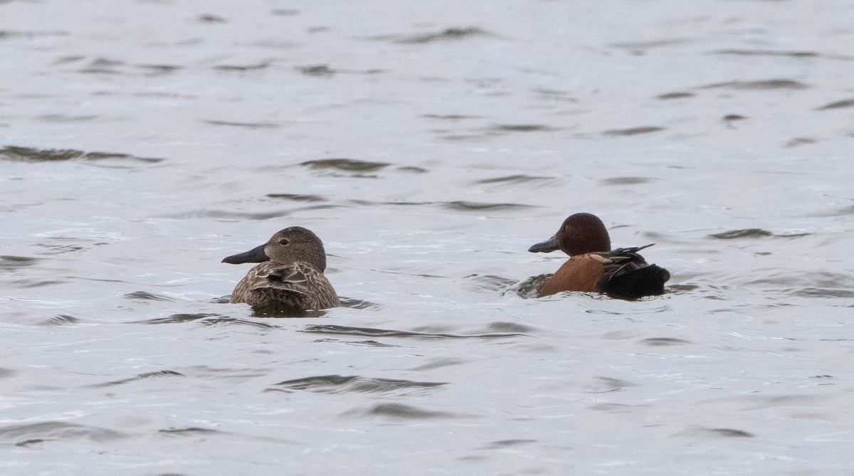 Cinnamon Teal - ML295335201