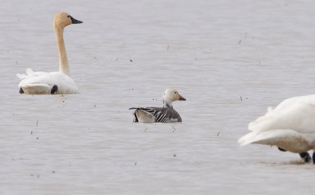 Snow Goose - ML295335351