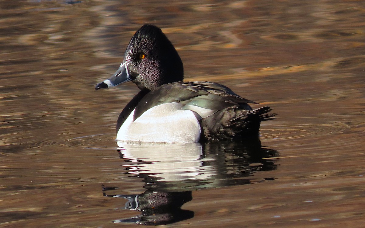 Ring-necked Duck - Ted Floyd