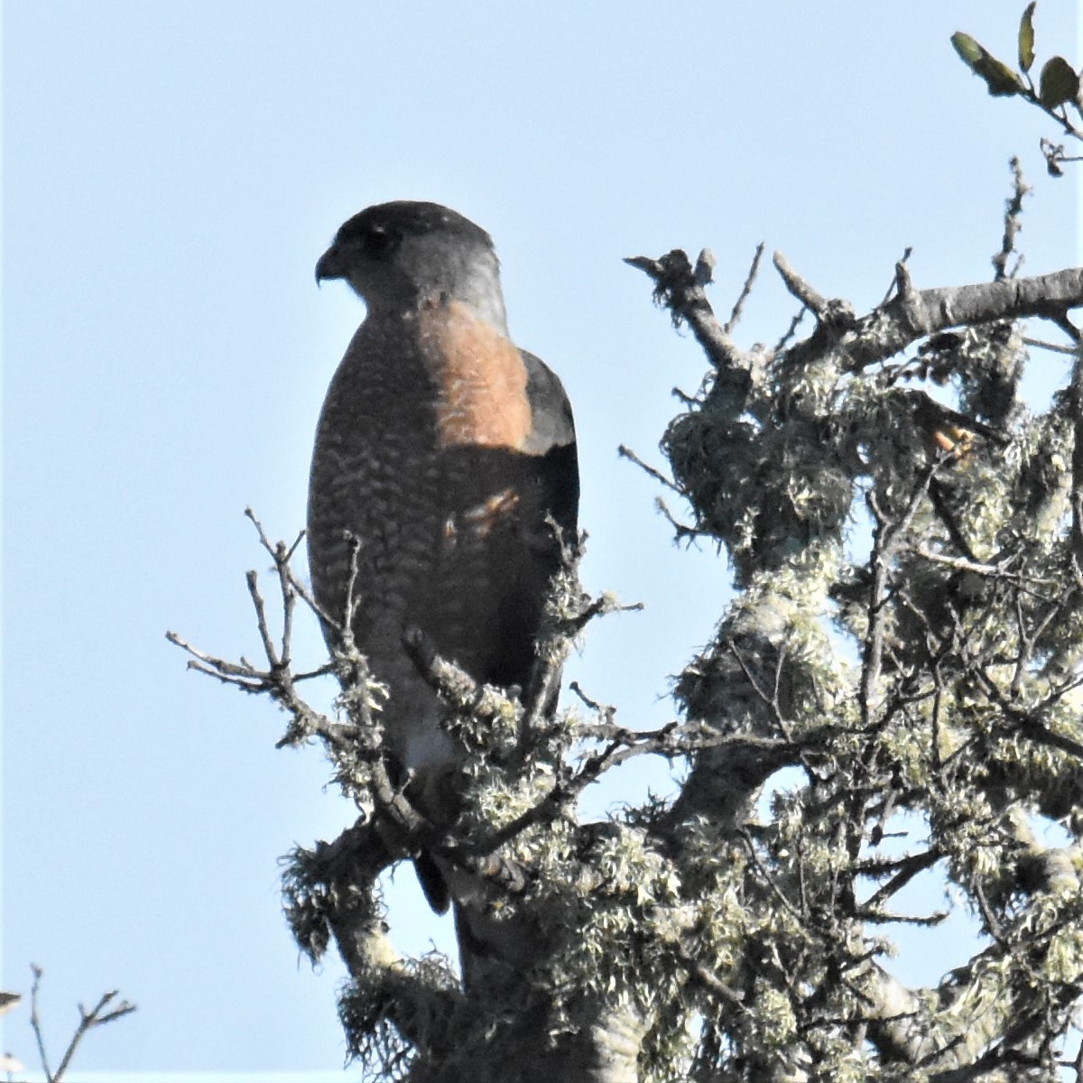 Cooper's Hawk - ML295339641