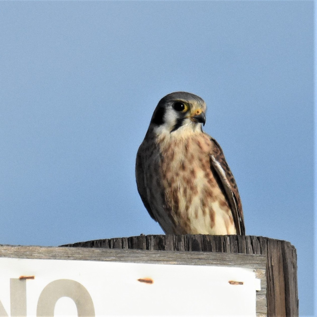 American Kestrel - ML295339751