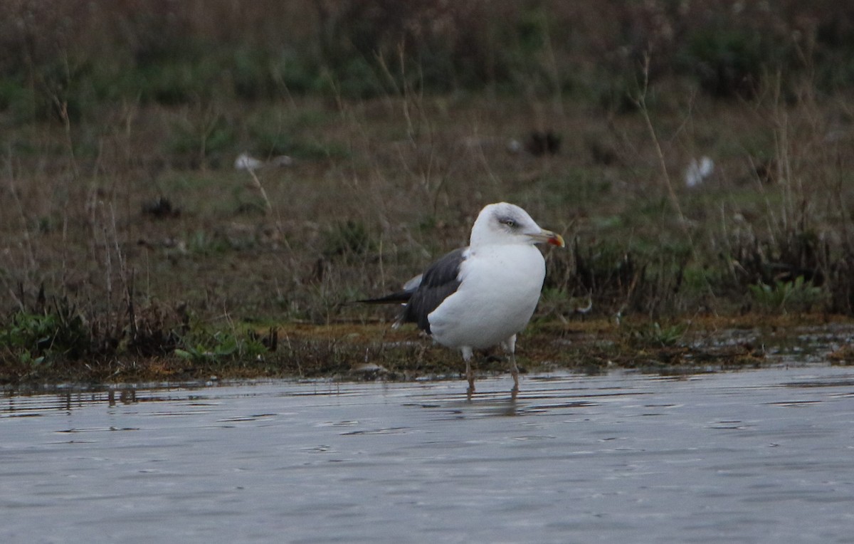 Lesser Black-backed Gull - ML295342601