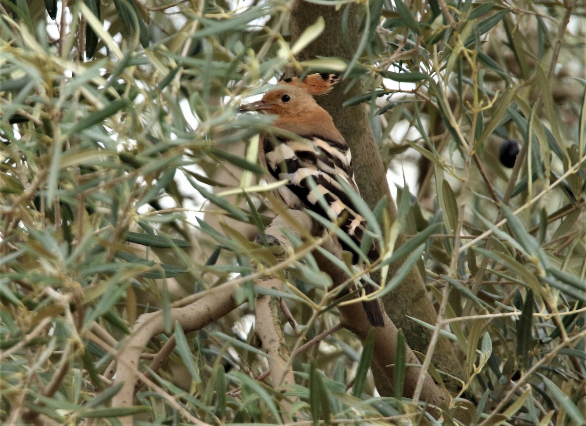 Eurasian Hoopoe - ML295342681