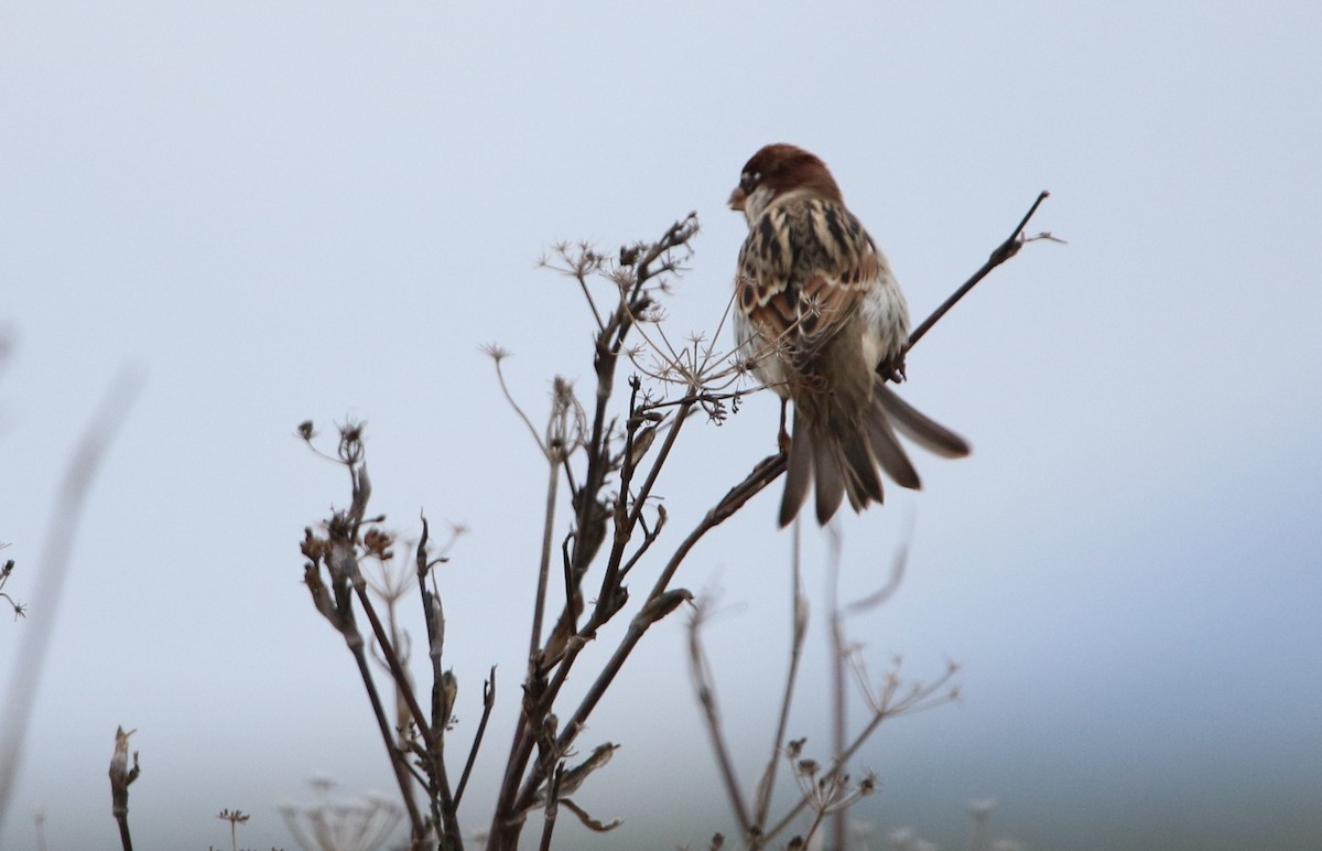 Spanish Sparrow - ML295342801