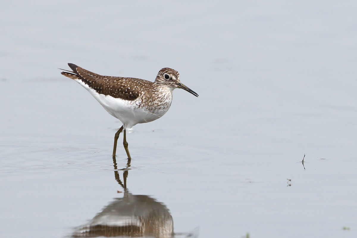 Solitary Sandpiper - Alex Lamoreaux