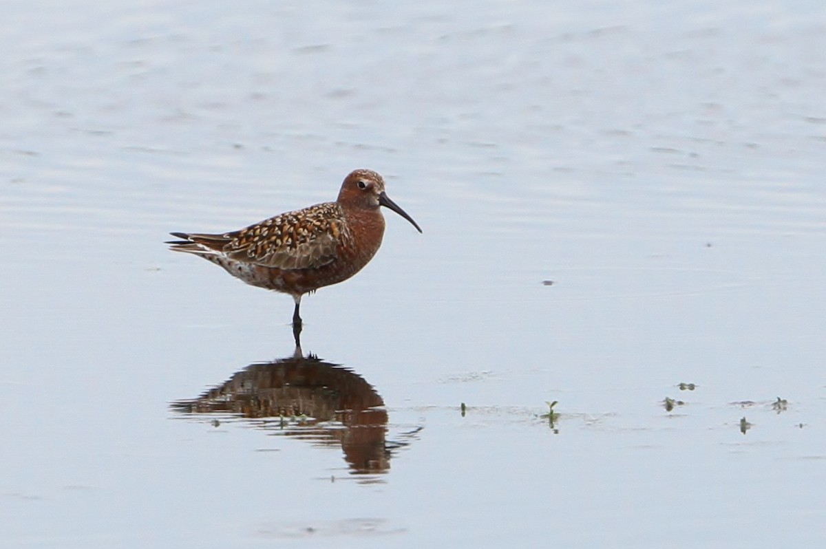 Curlew Sandpiper - Alex Lamoreaux