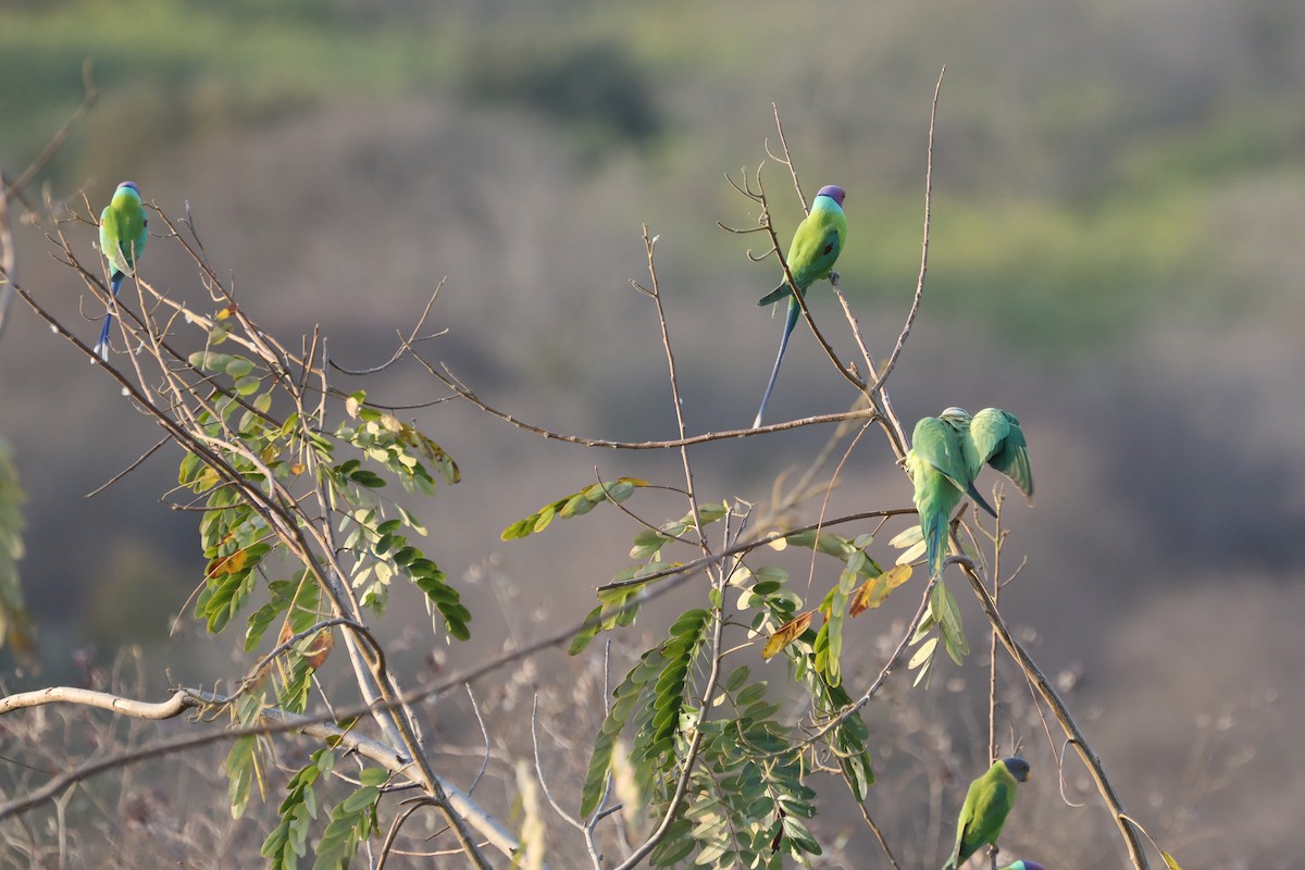 Plum-headed Parakeet - ML295345241