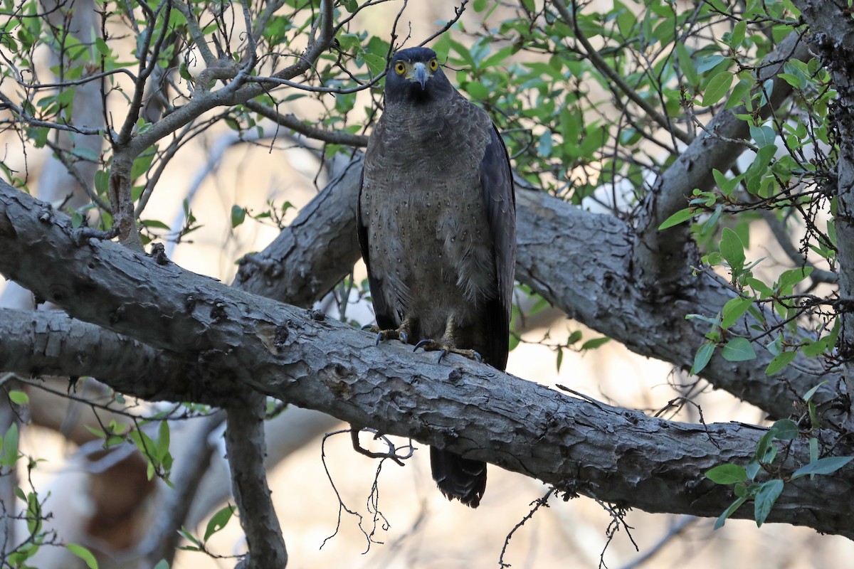 Crested Serpent-Eagle - ML295345251