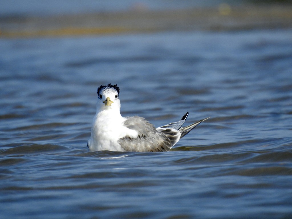 Great Crested Tern - ML295345291