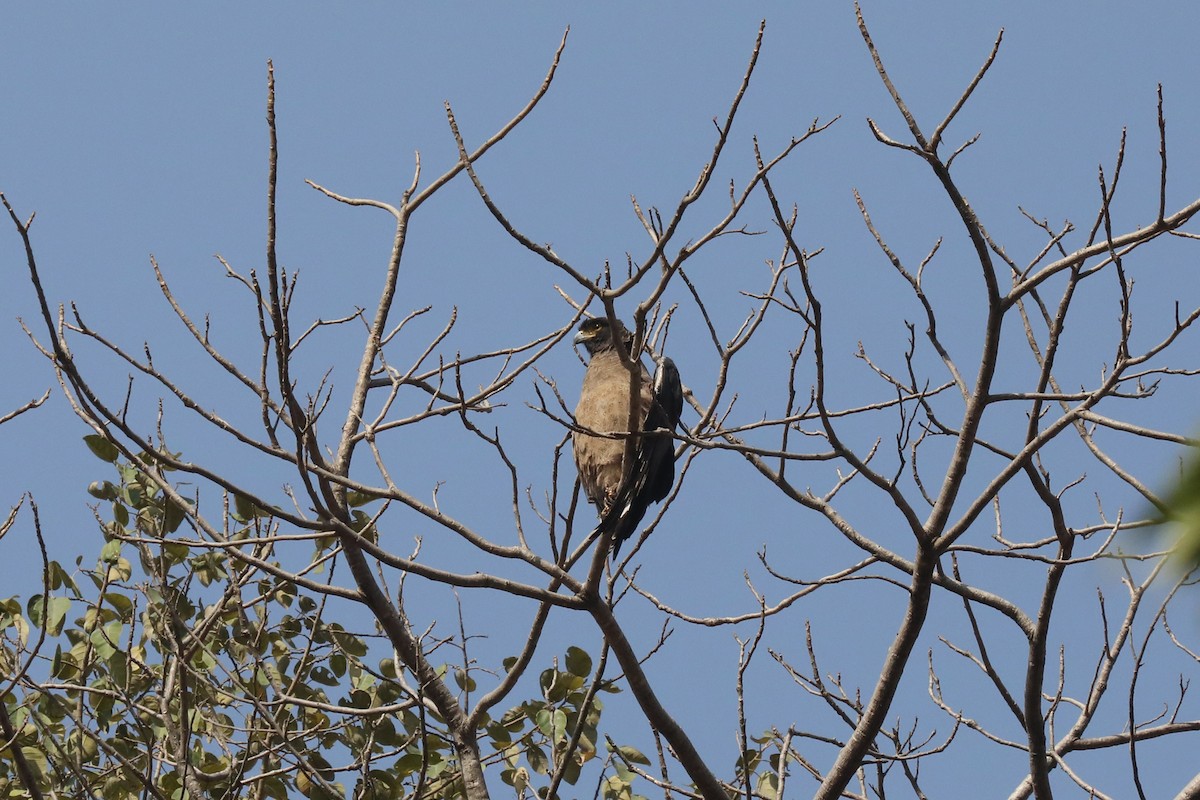 Crested Serpent-Eagle - ML295345651