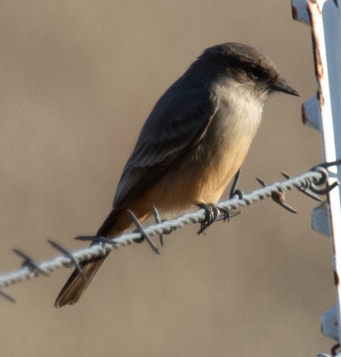 Say's Phoebe - Andy Balinsky