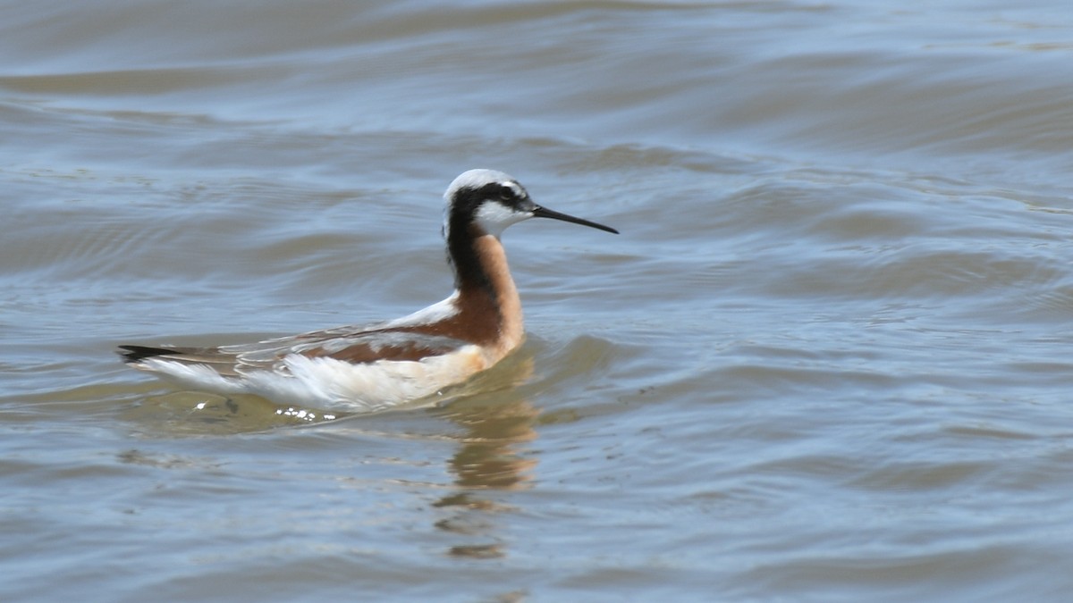 Wilson's Phalarope - ML295348871