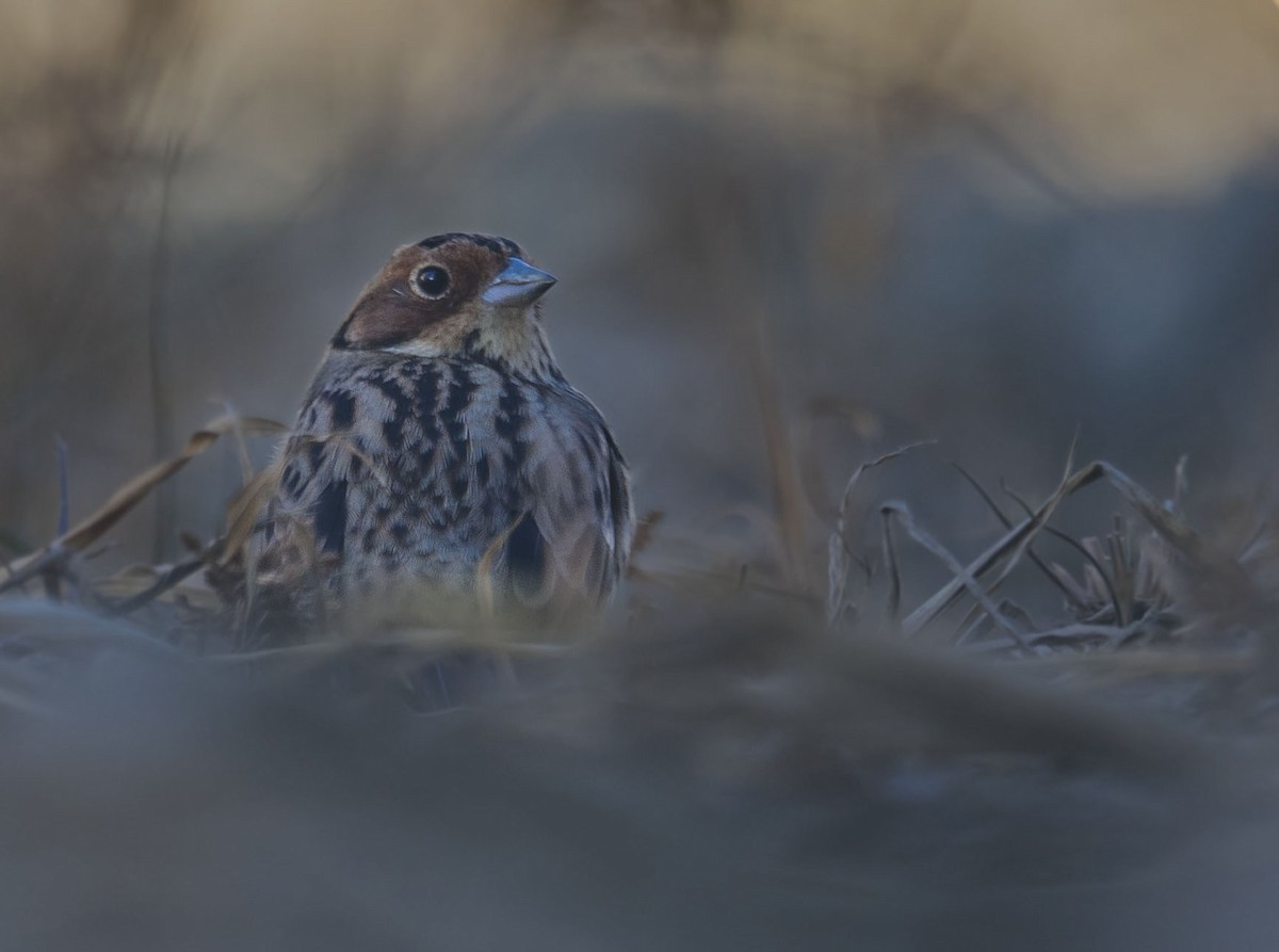 Little Bunting - ML295349021