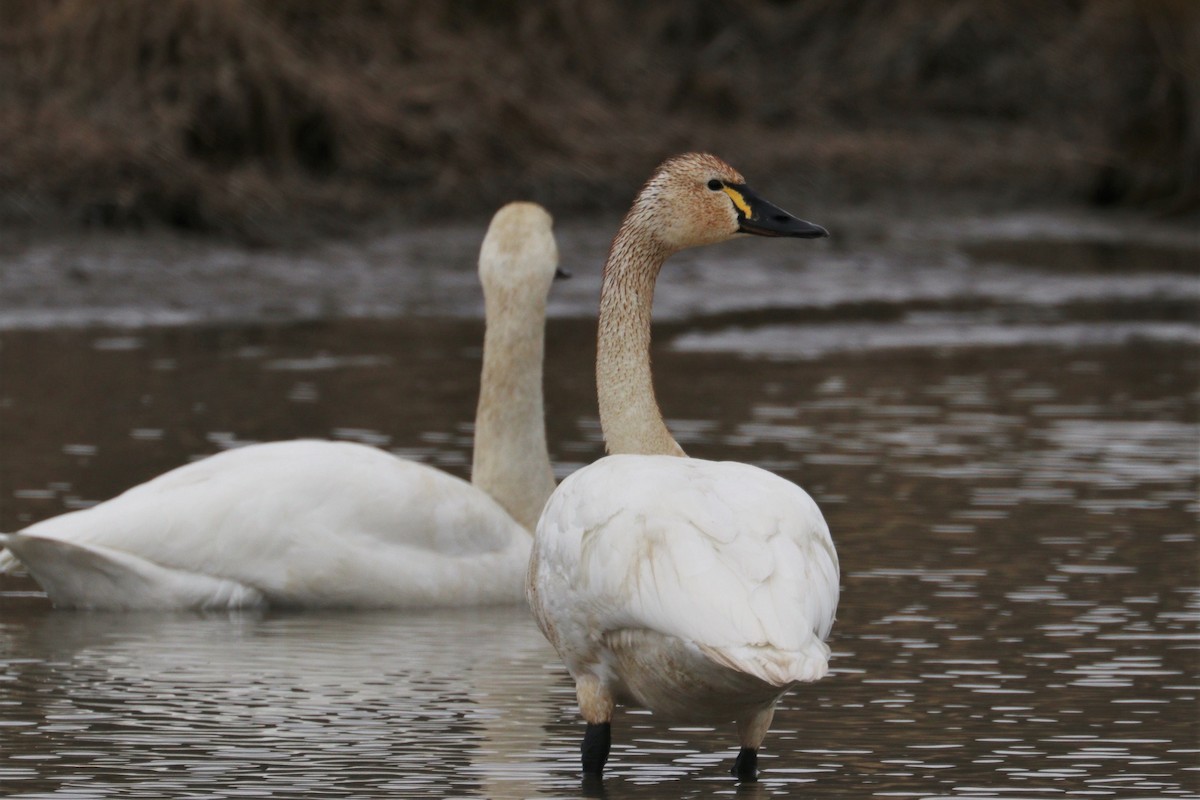 Tundra Swan - Chuck Gates