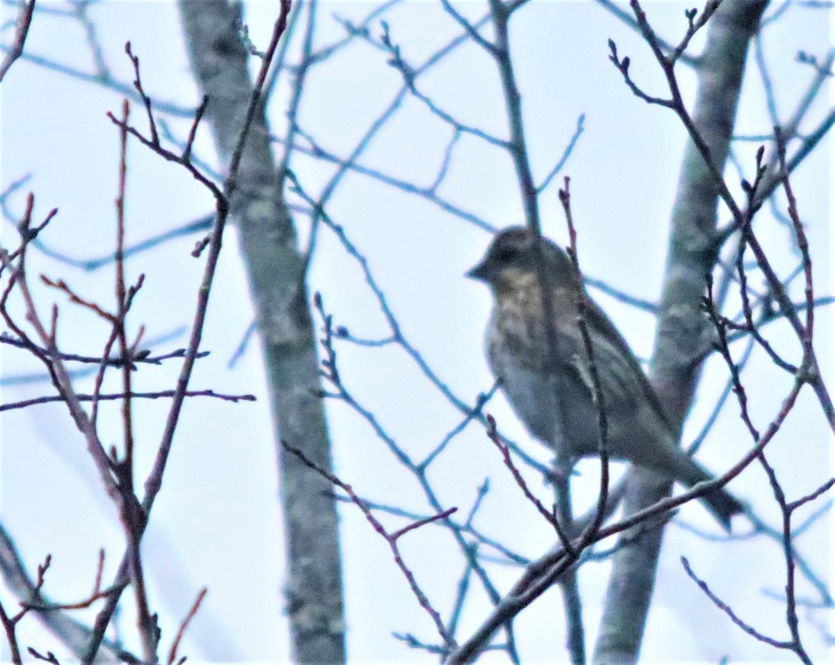 Purple Finch - ML295349801