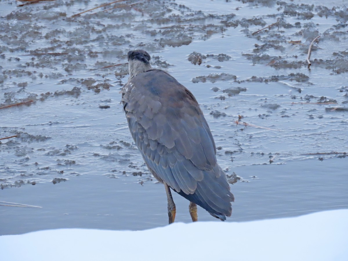 Great Blue Heron - ML295350111