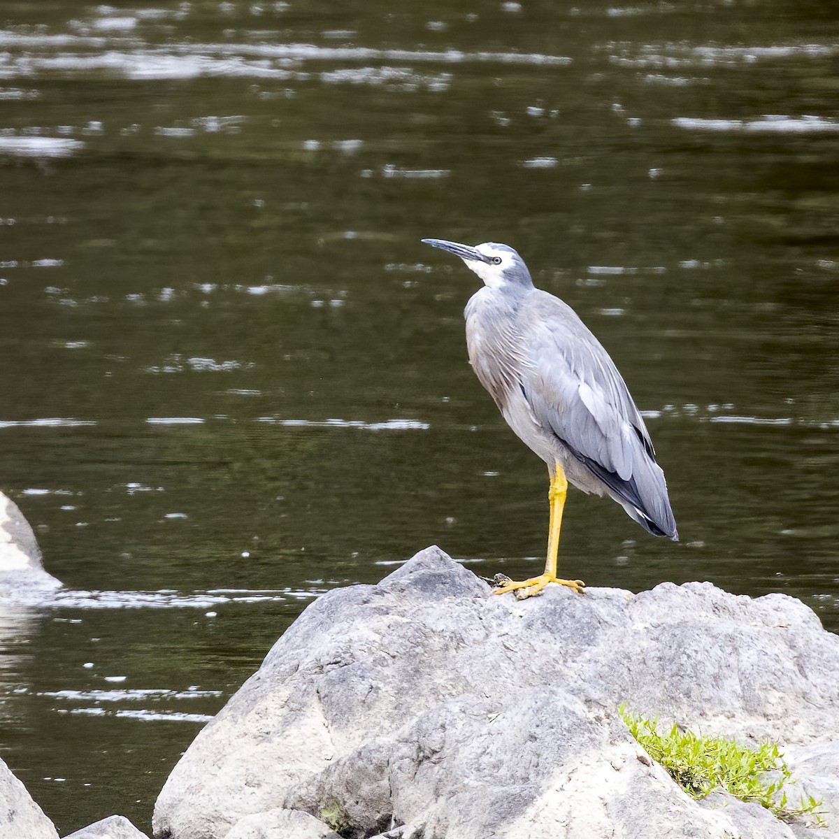 Weißwangenreiher - ML295350251