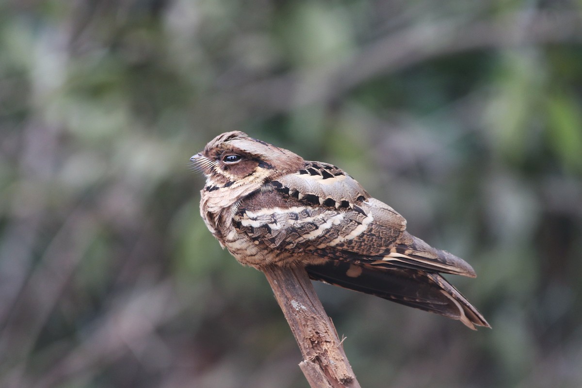 Jerdon's Nightjar - ML295350471