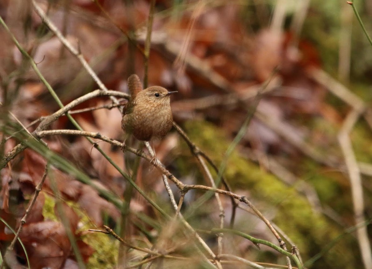 Winter Wren - ML295351861