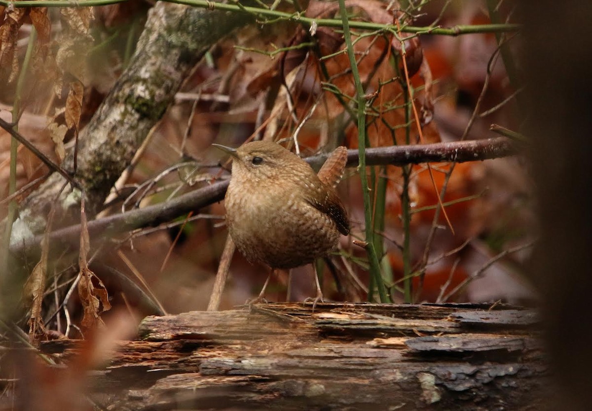 Winter Wren - ML295351871