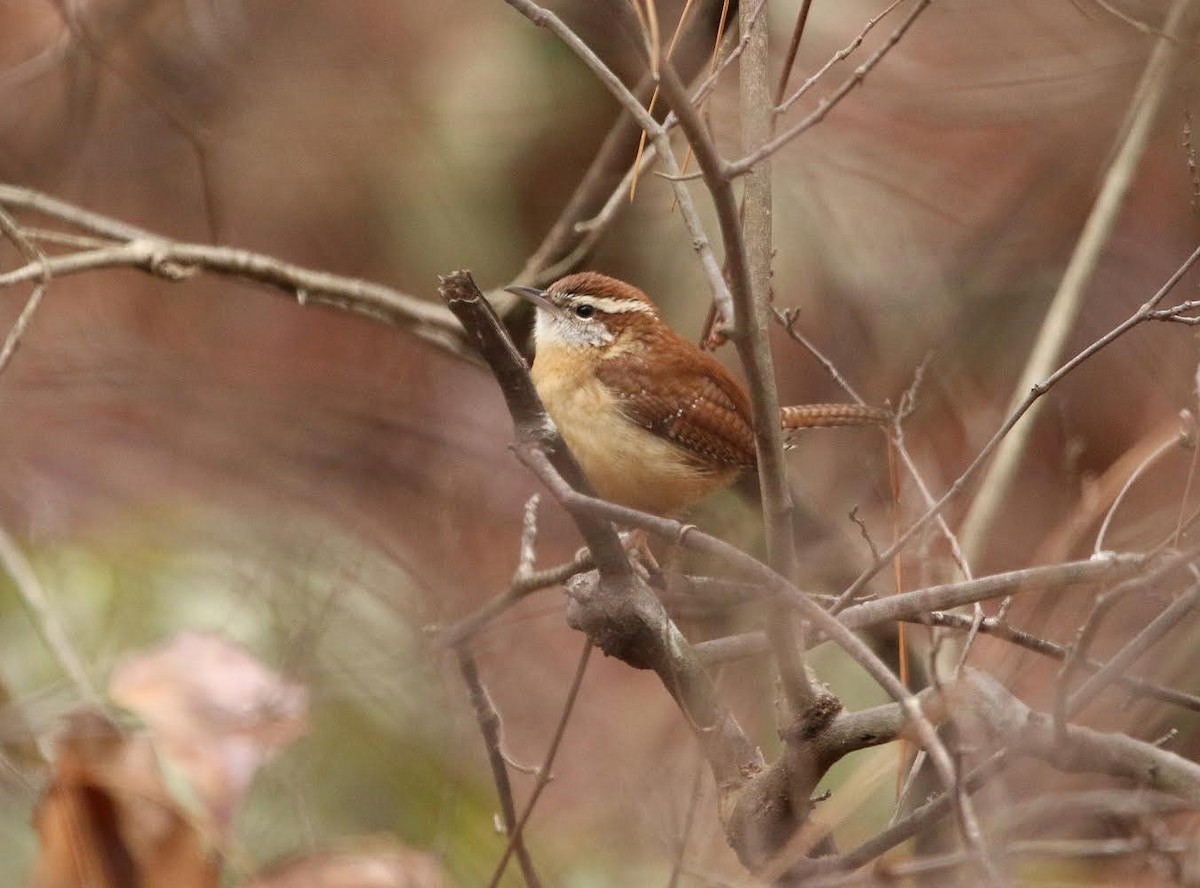 Carolina Wren - ML295351921